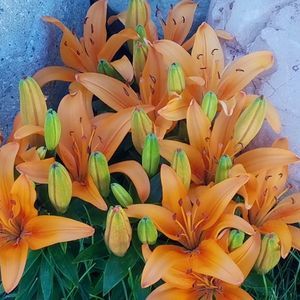 Meet your Posher, Deanna